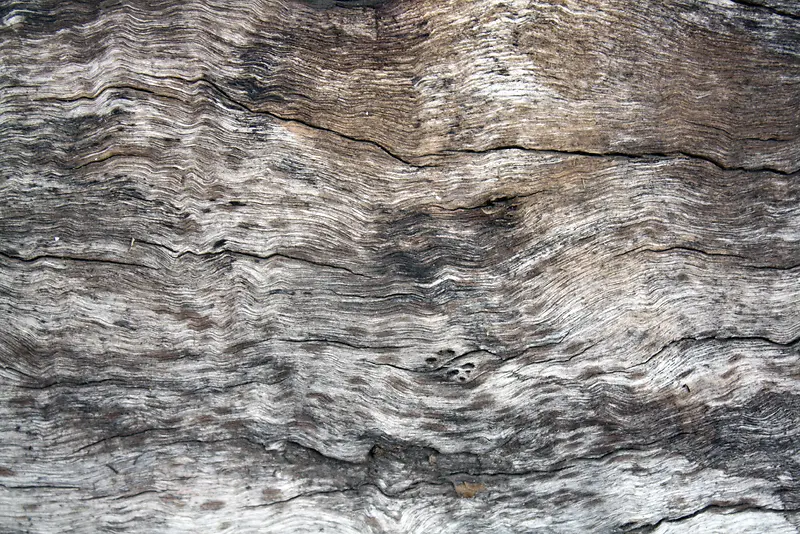 ����ľ�Ƶ��Ʊ���-������