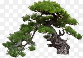 ������Ӱ��ɫ������ֲ��-������