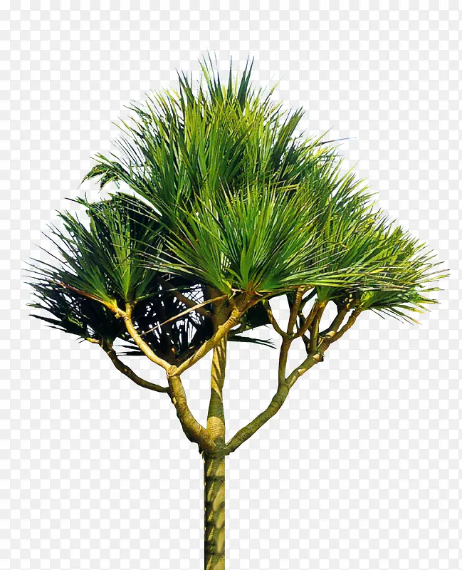 ����֦-������