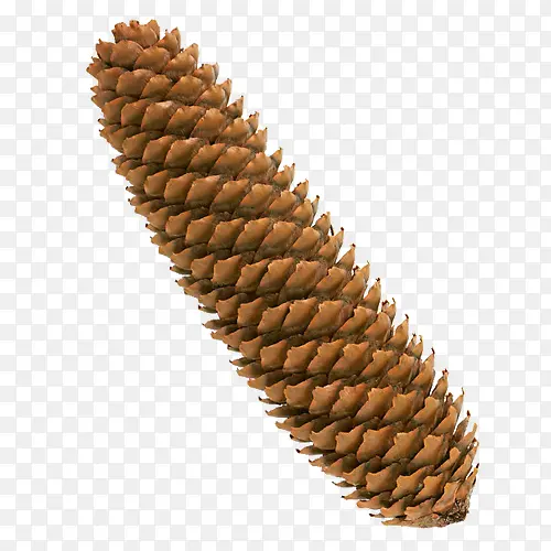 ��ɫ����-������