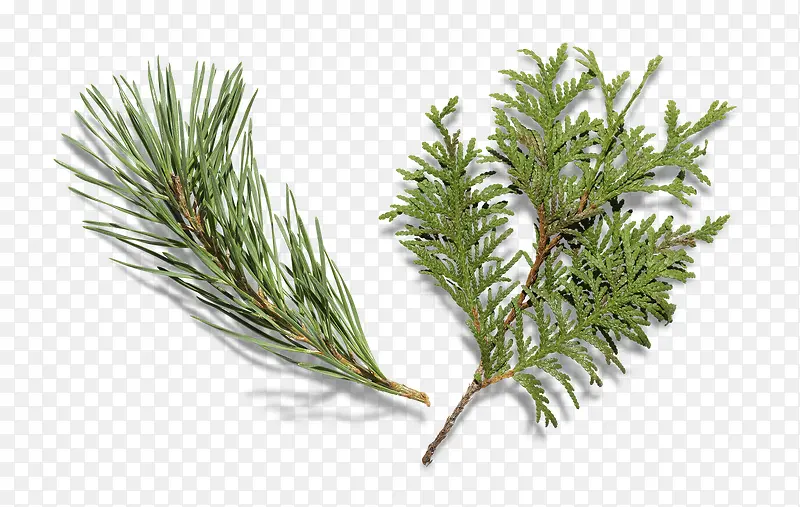 ������ë��֦-������