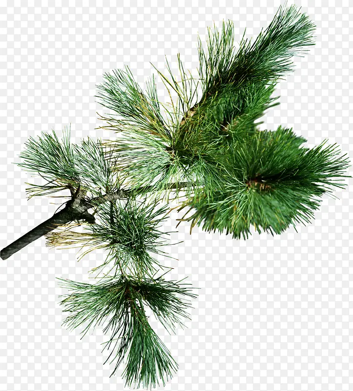 ����֦-������