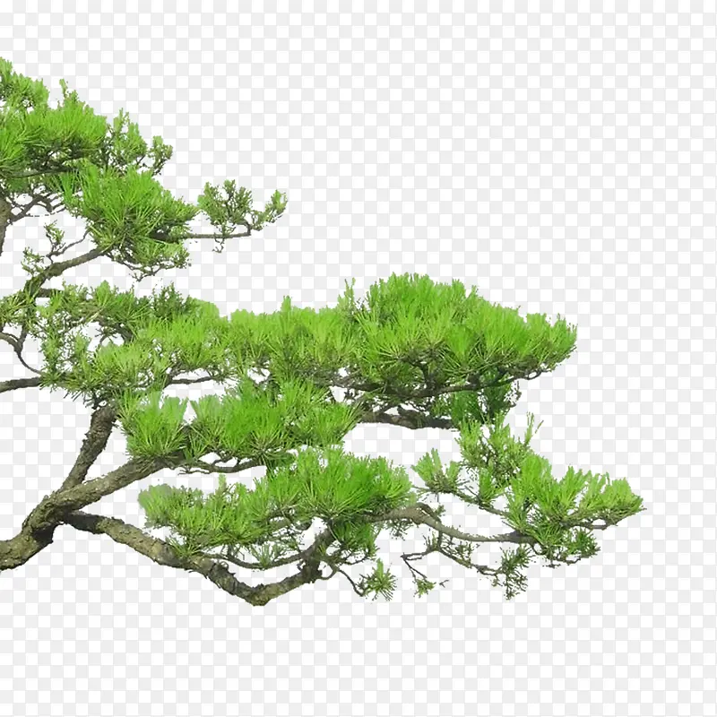 ����֦-������