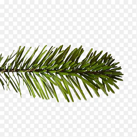 ʥ������֦-������