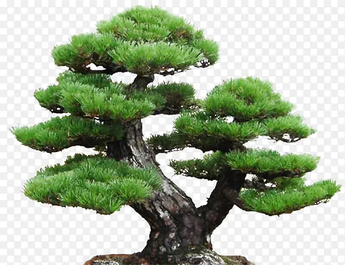 ��ɫ�������������Ӱ-������