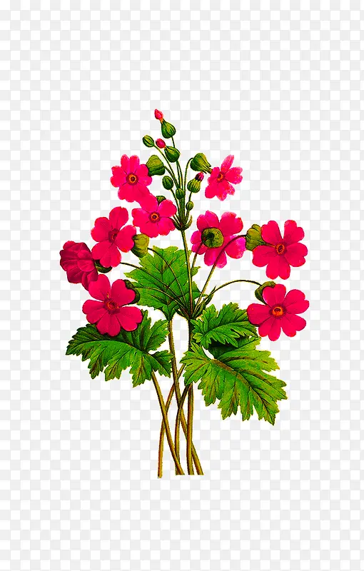 �ֻ�ֲ�ﻨ��-������