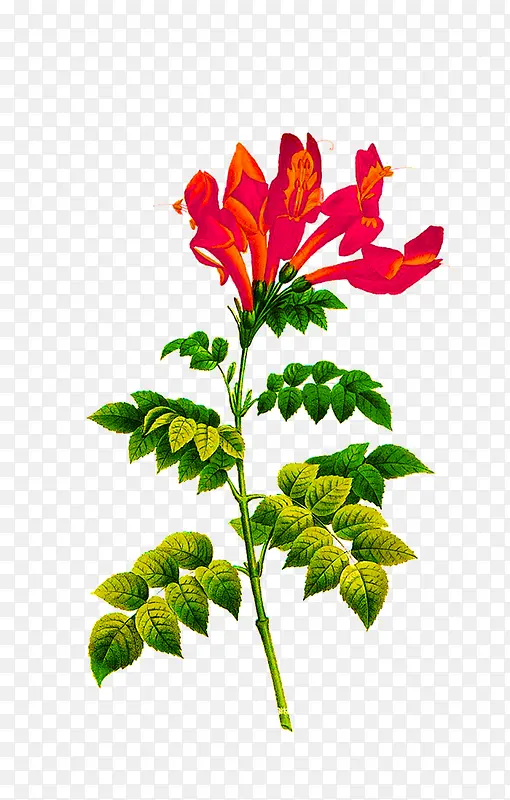 �ֻ�ֲ�ﻨ��-������