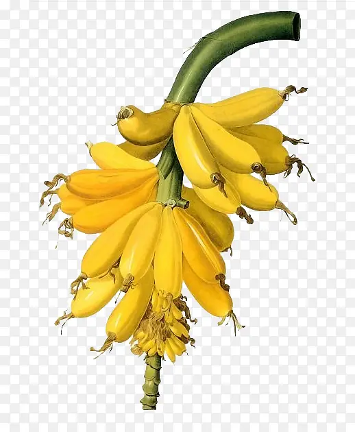 �����ʦ�ֻ��㽶-������