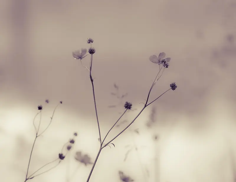 ֲ����ɫ��Ƭ��Ӱ�ز�-������