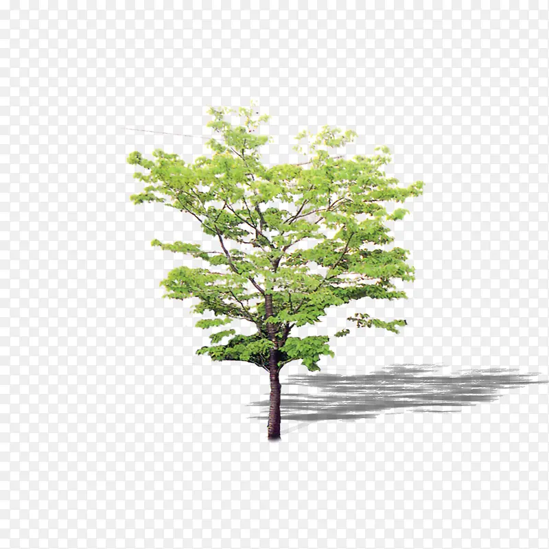 ֲ�� �� ɭ�� ��Ҷ-������