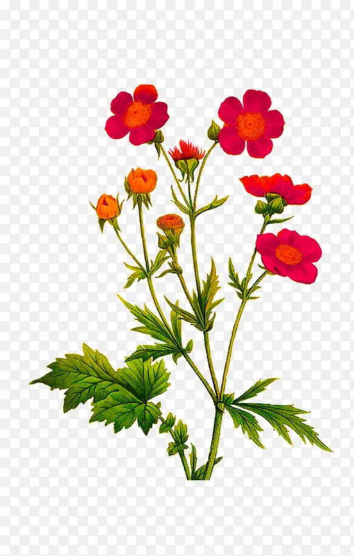 �ֻ�ֲ�ﻨ��-������