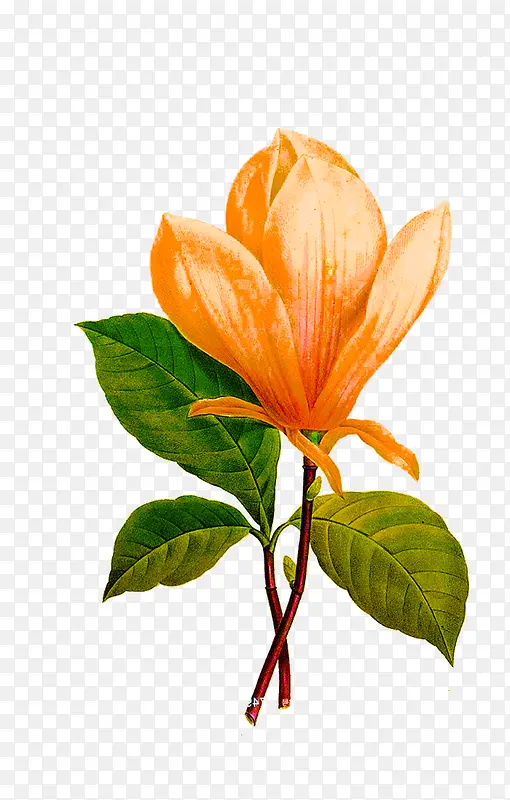 �ֻ�ֲ�ﻨ��-������