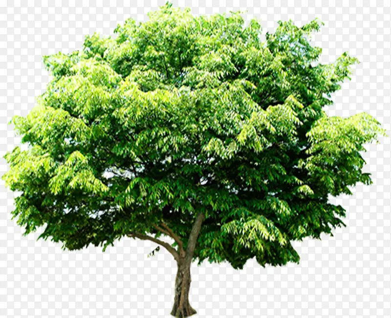 ��ɫ����ï�ܴ���-������