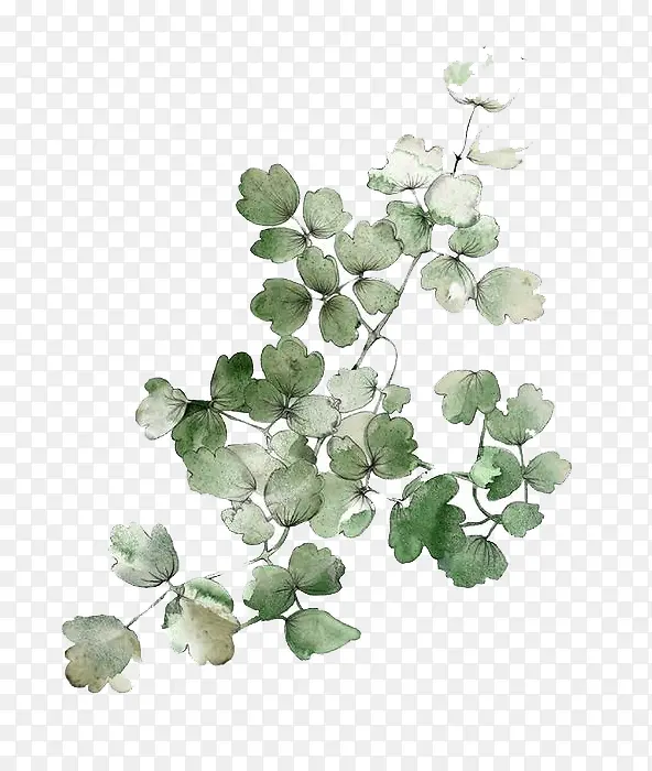 ˮ��Ҷ��-������