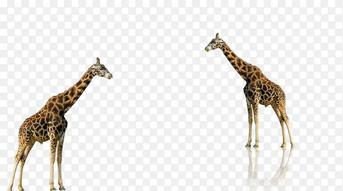 �ɰ��ĳ���¹-������