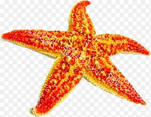 ����ɰ���������-������