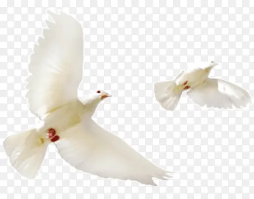 ��ɫ����-������