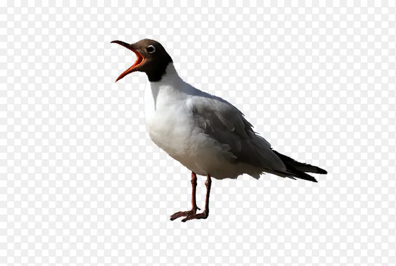 ������ͼ��-������