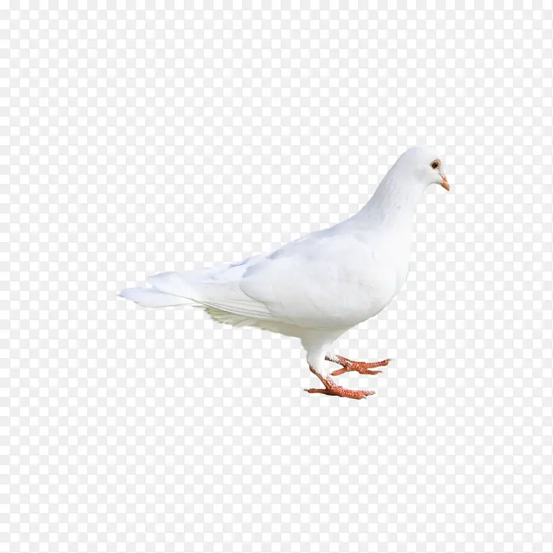 ��ɫ�������Ҳ�-������