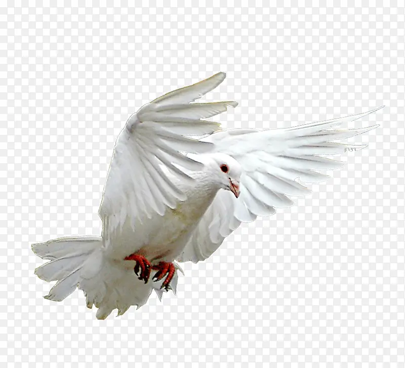 �ſ����ĸ���-������