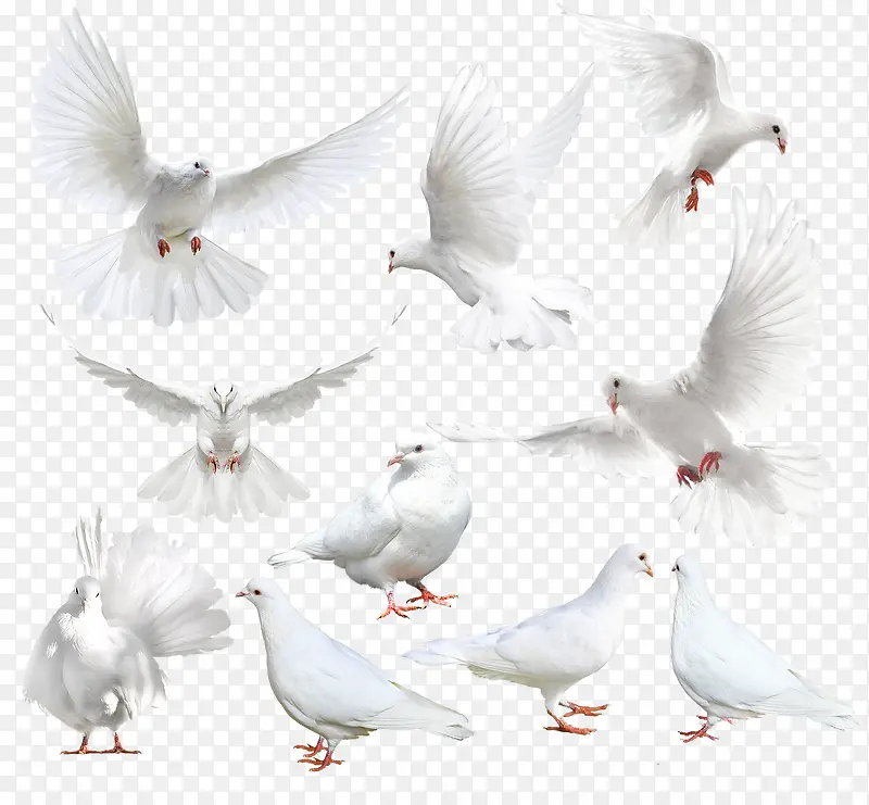 ��ɫ�����и���-������