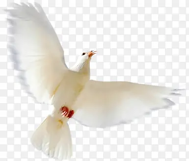 �����ɫ����װ��-������