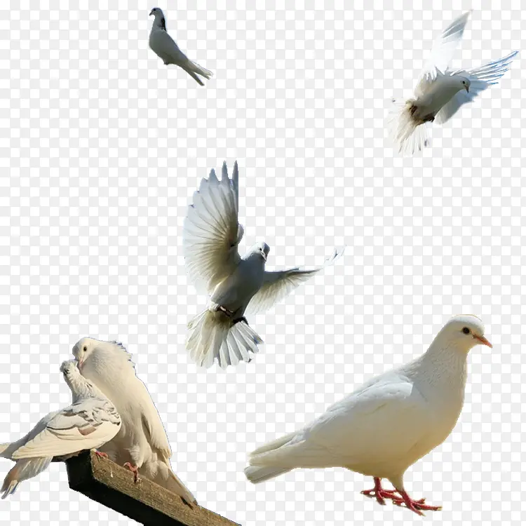 ���ӳ���ɫ���-������