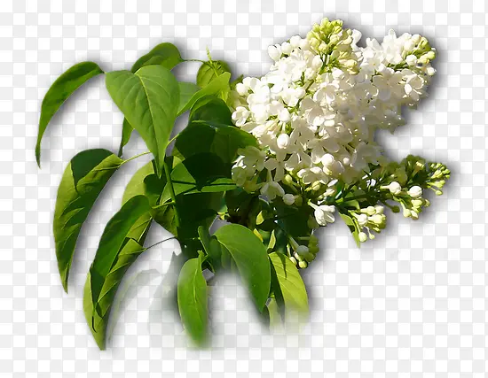 ��ɫ���ӻ�-������