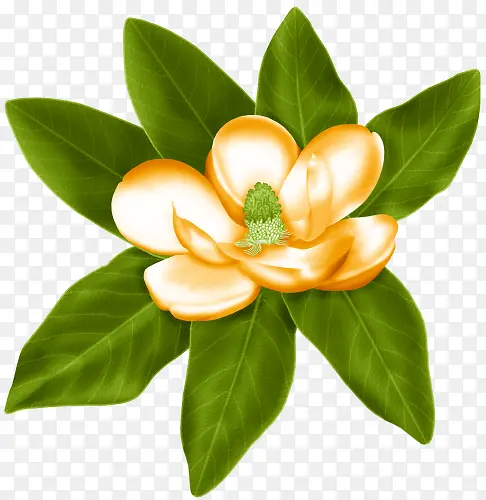 ��ɫ���ӻ�-������