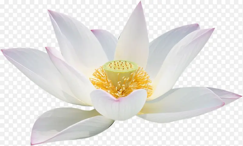 �ֻ��ɫΨ���ɻ�-������