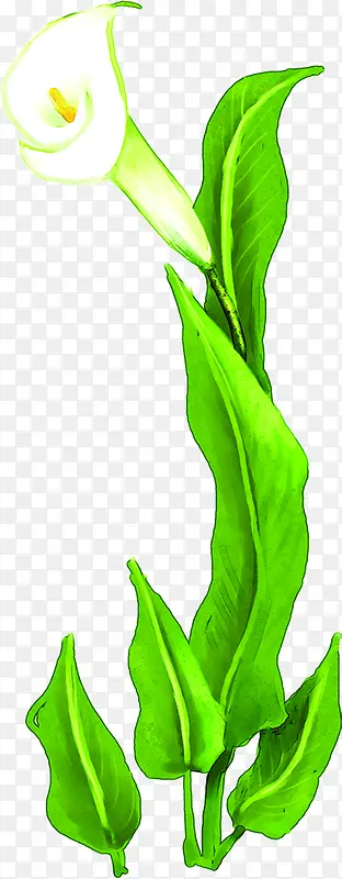 �ֻ��ɫ������ֲ��-������