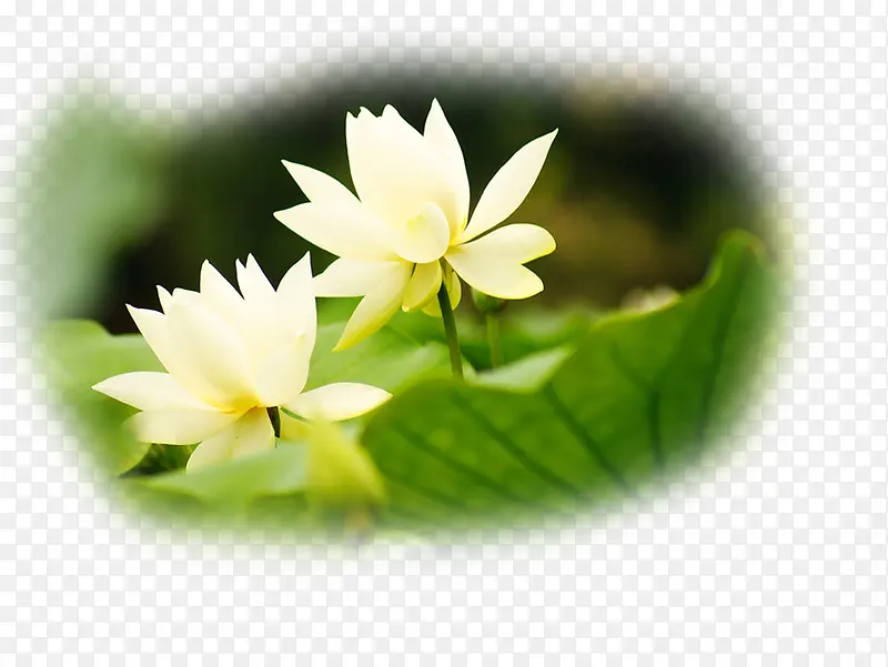 �ֻ��ɫ��������-������