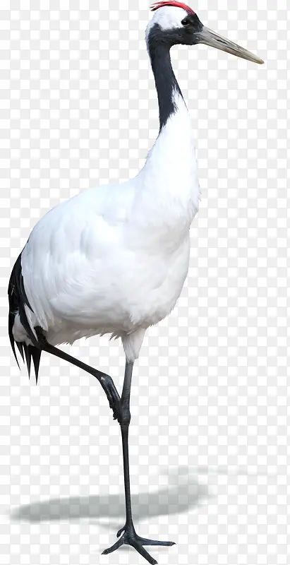 ��ɫ�ֻ��ɺ�����-������