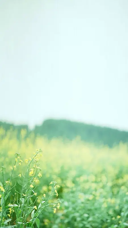 ��ɫ���Ŵ�������-������