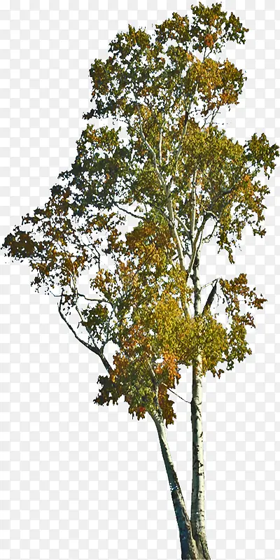 �ߴ������ʵ��-������