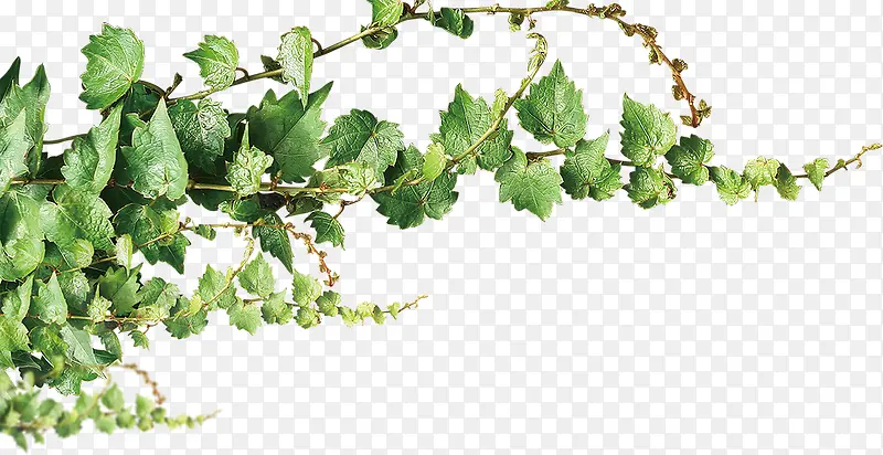 ������Ӱ��ɫ��ֲ������-������