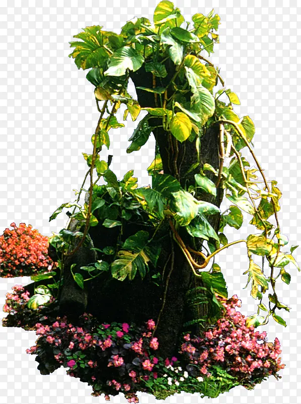 ���������ӰЧ����ɫֲ������-������