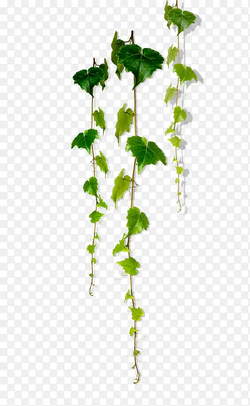 ���������ɫ����������Ӱ-������