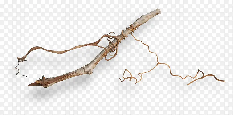 ���ŵ�С��֦-������