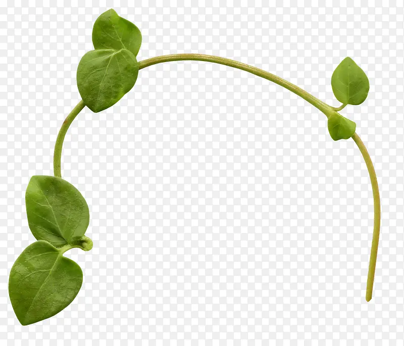 ��֦-������