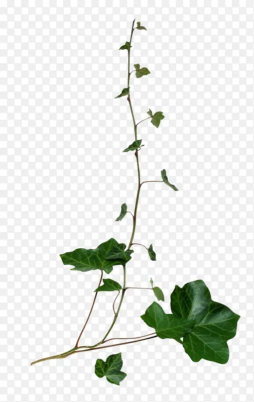 ��������������֦-������