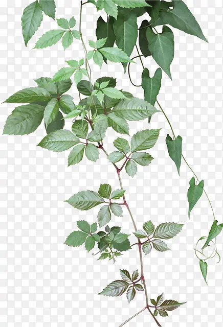 ������Ӱ�ݱ�ֲ����Ҷ����-������