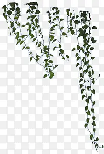 ������ӰЧ���ϳ���Ҷ����-������