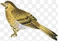 �ֻ�С���Ա���������-������