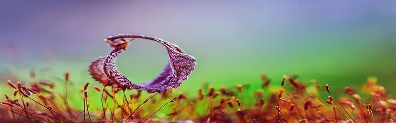 ΢��Ӱֲ��Ψ���Ա���������-������