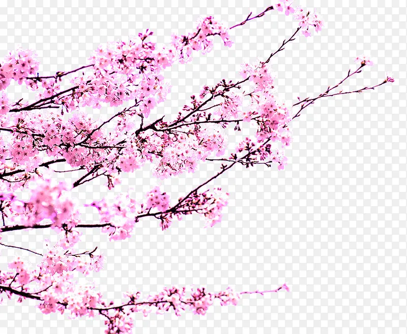 ��ɫΨ����������������֦-������