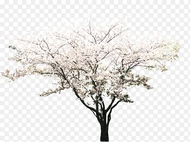 ��ɫΨ���������-������