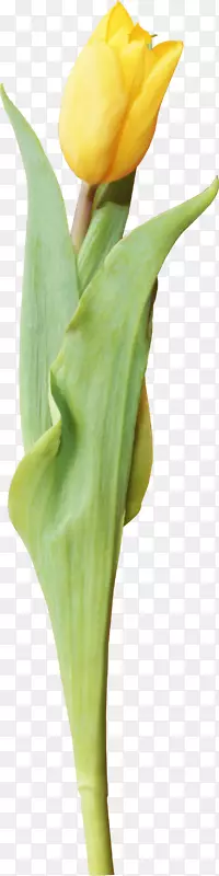 �л�������ֲ�ﾥ������-������