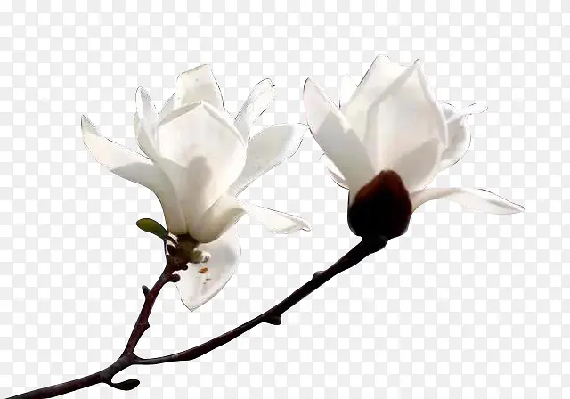 ��ɫ������-������