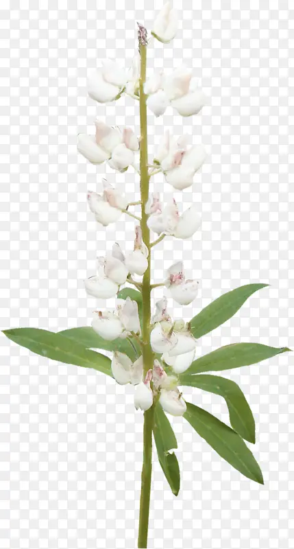 ��ɫ����-������